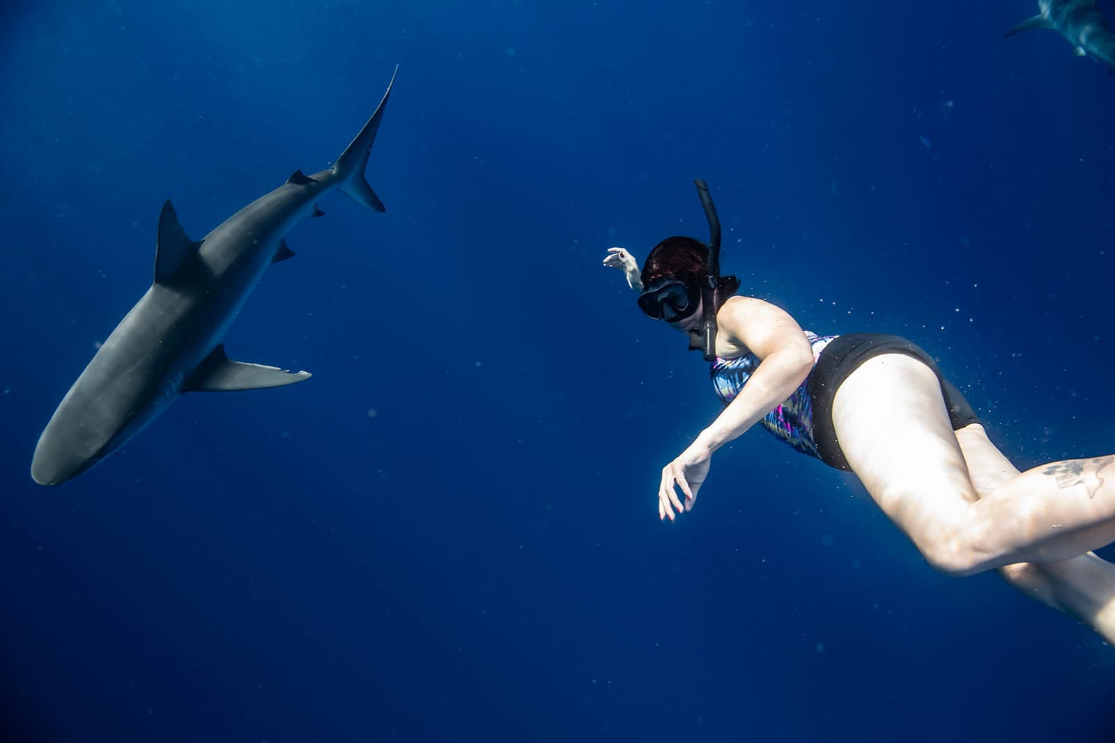 Jennifer snorkeling beside a lemon shark