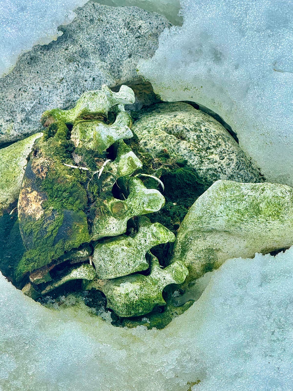 Algae and organic material exposed in melting Antarctic ice