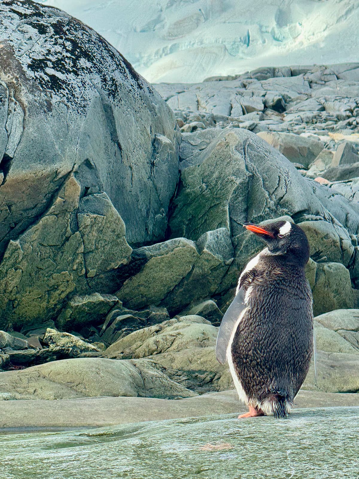 Gentoo penguin standing among Antarctic rocks