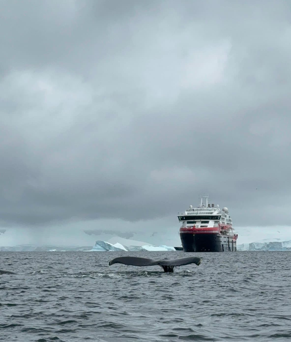 Humpback whale tail near the MS Fridtjof Nansen