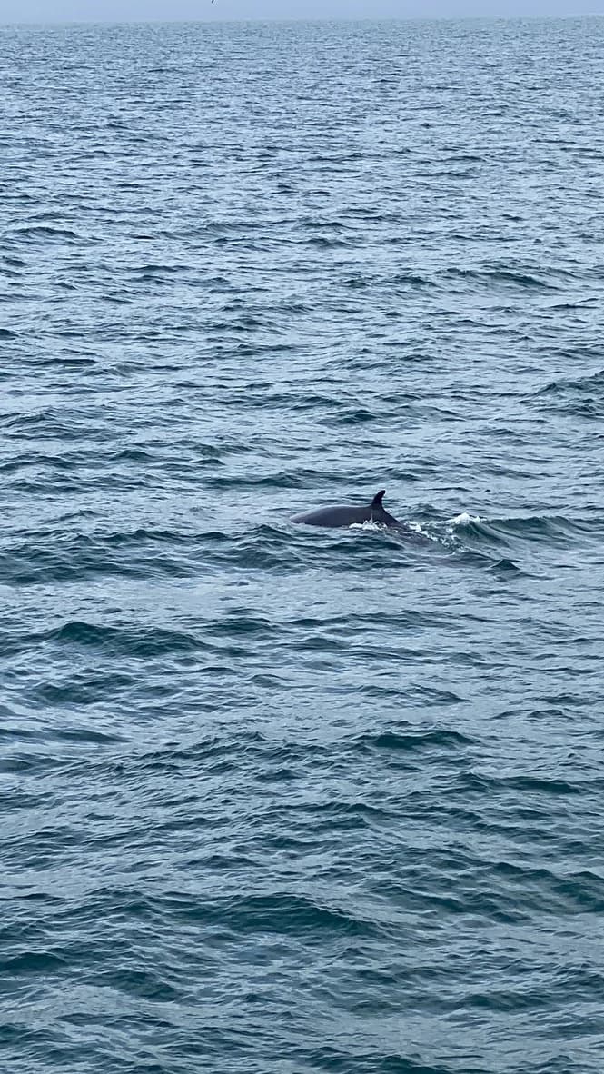 Whale surfacing in choppy water near Reykjavík