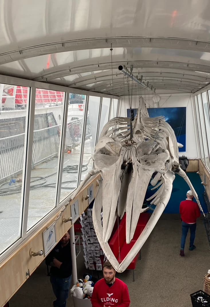 Large whale skeleton displayed inside a whale-watching venue