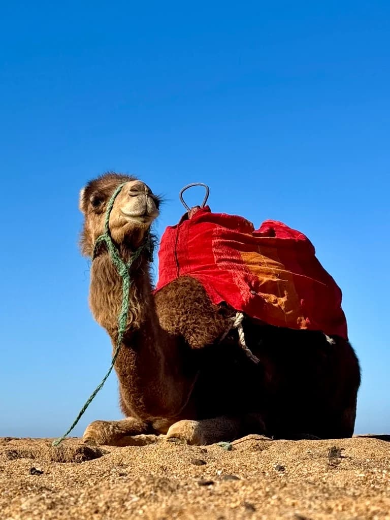 Camel resting on sand beneath a blue sky