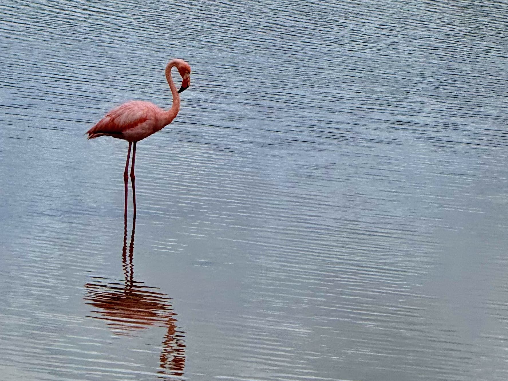 Flamingo wading at Cerro Dragón on Santa Cruz Island