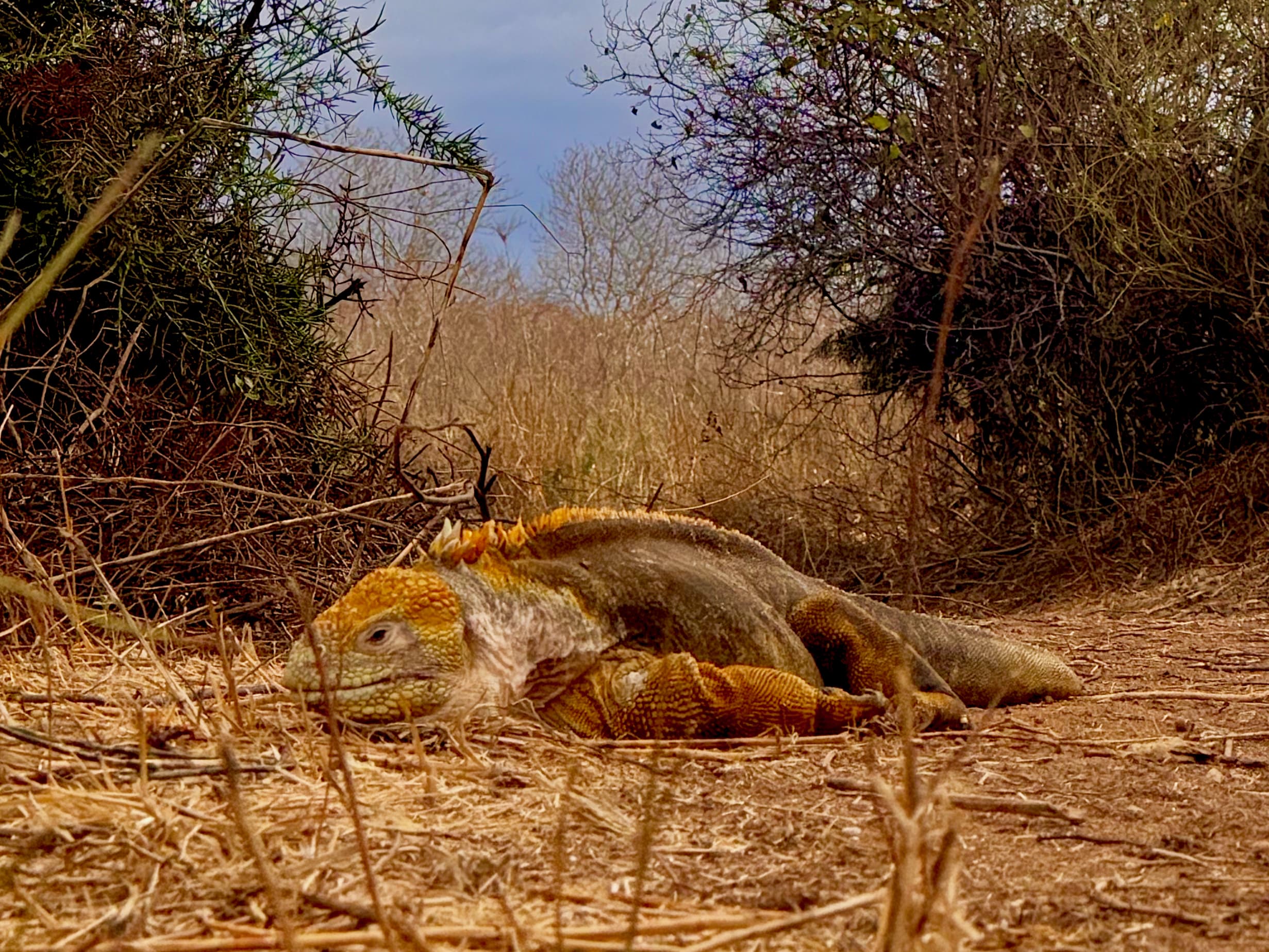 Galápagos land iguana beside the Cerro Dragón trail on Santa Cruz Island