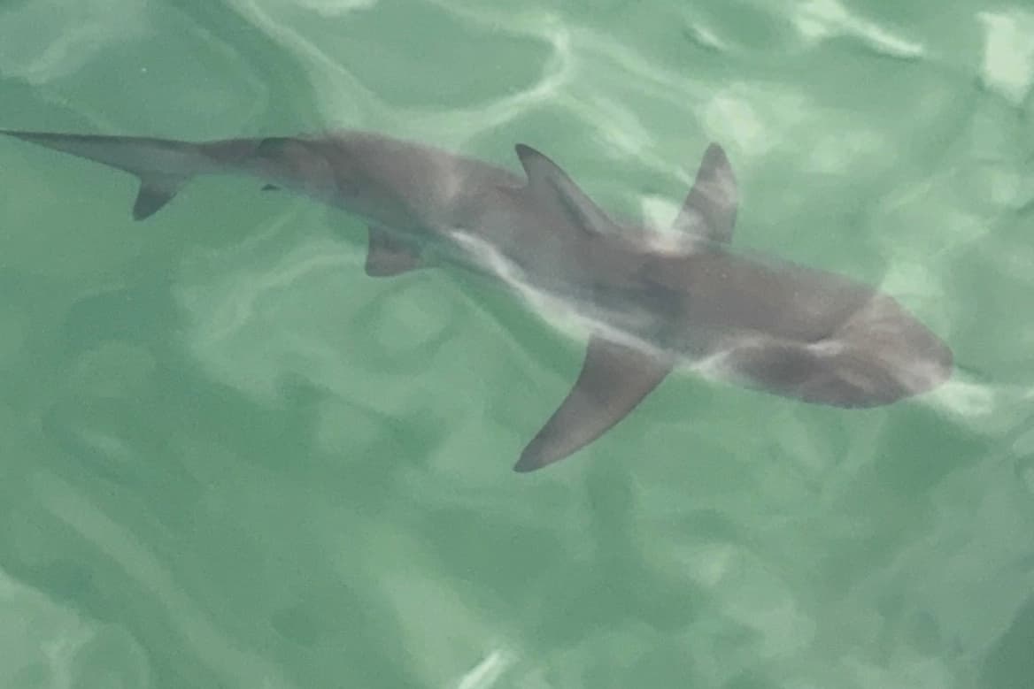Blacktip sharks visible in shallow water at Santa Cruz Island