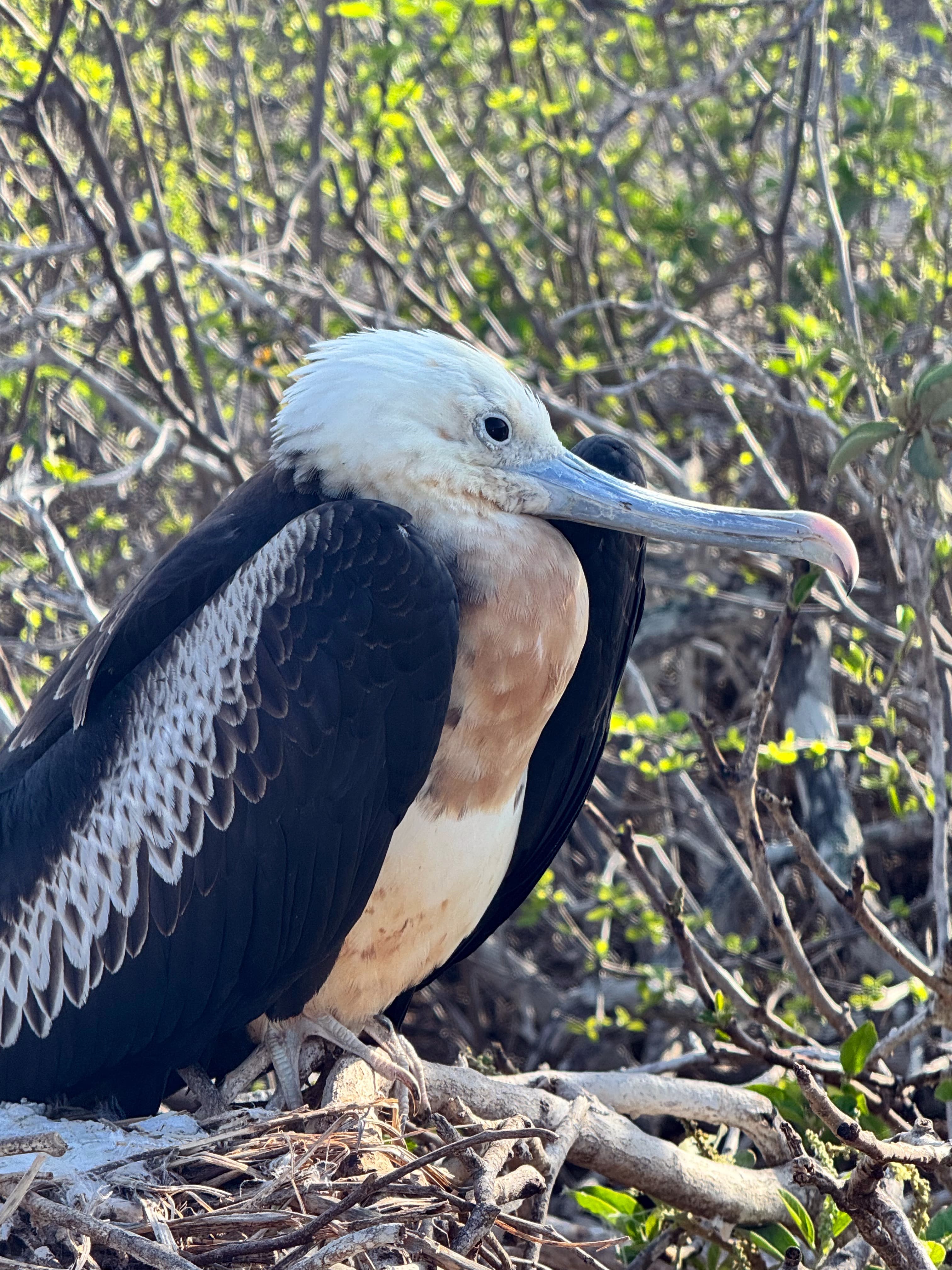 Juvenile frigatebird perched in vegetation on Genovesa Island