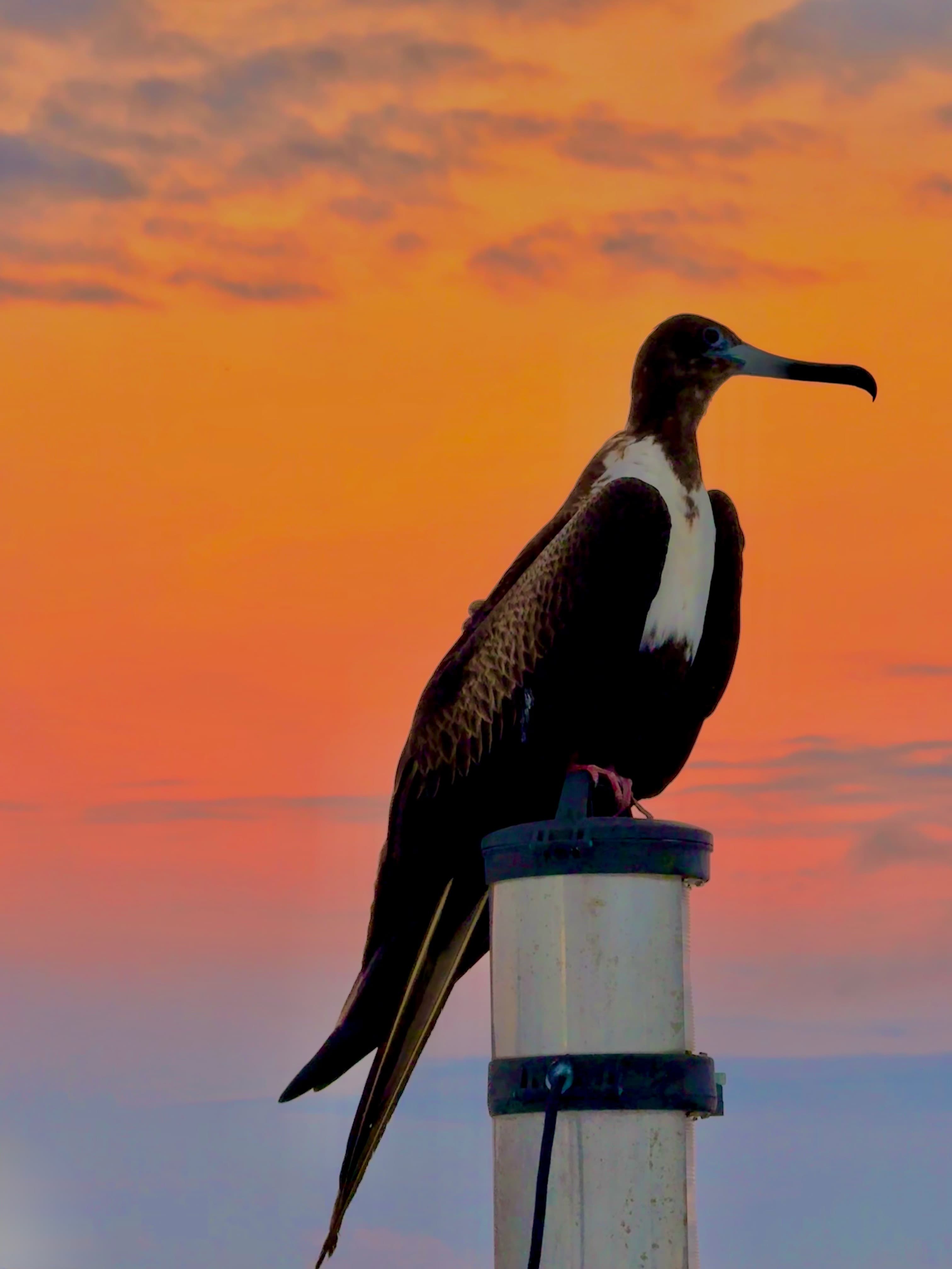 Frigatebird silhouetted against sunset on Santa Cruz Island