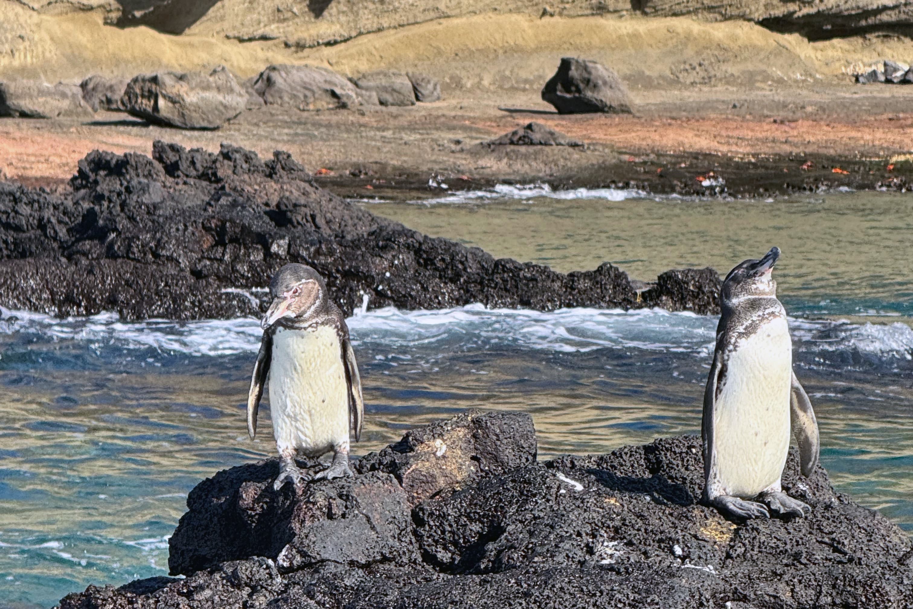 Two Galápagos penguins standing on lava at Bartolomé Island