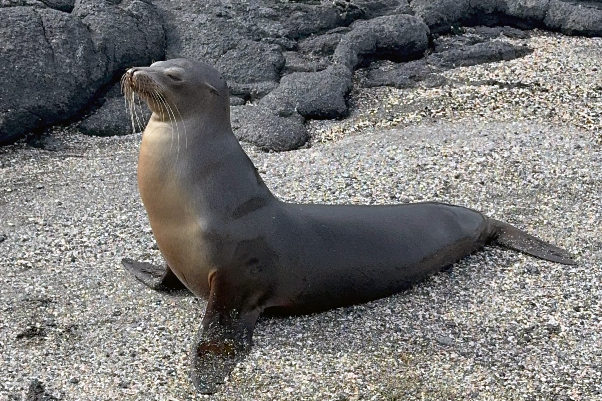 Galápagos sea lion resting on Fernandina Island