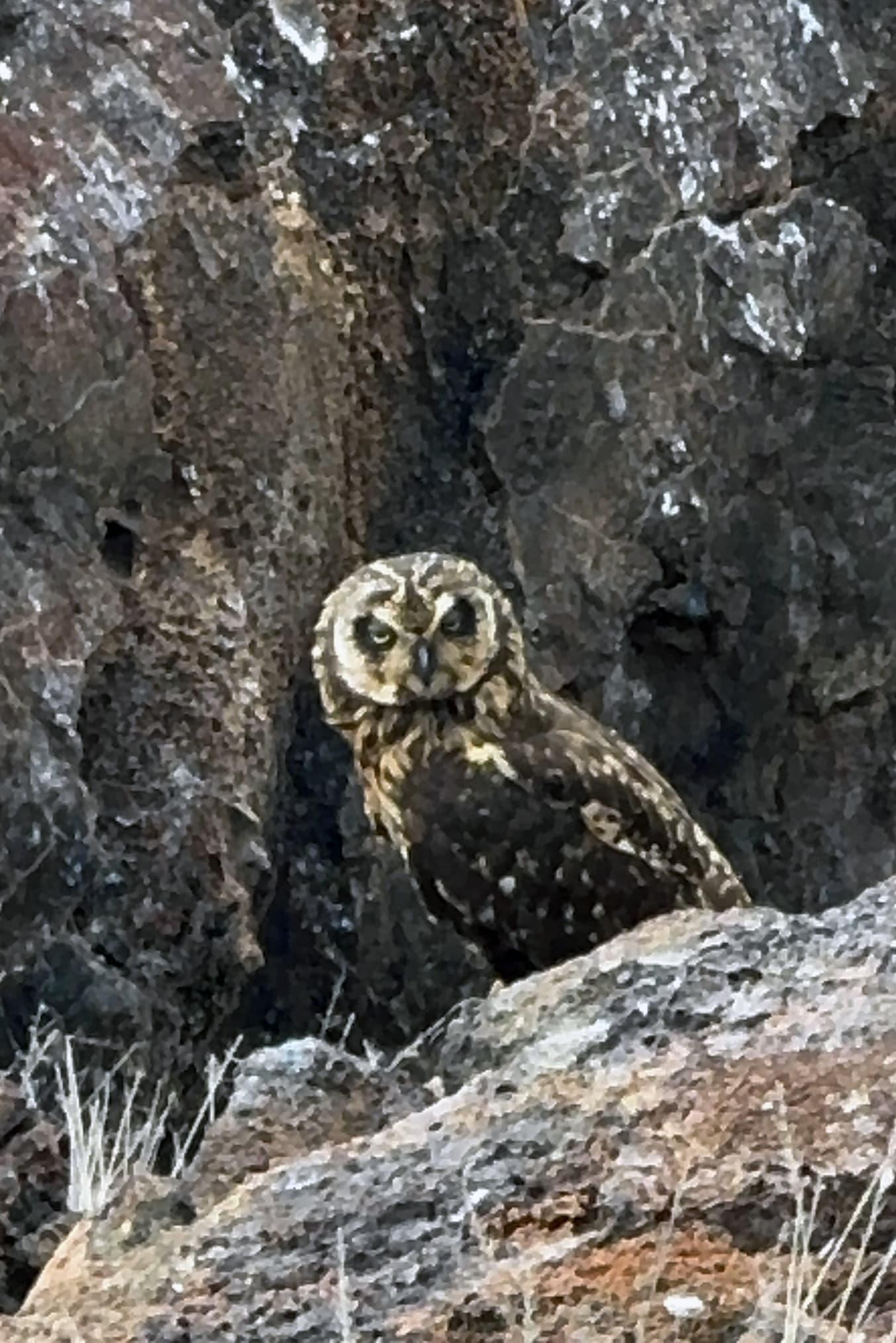 Galápagos short-eared owl standing among rocks on Genovesa Island