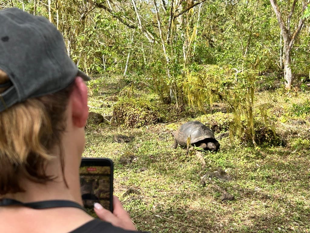 Visitor photographing a giant tortoise from a distance