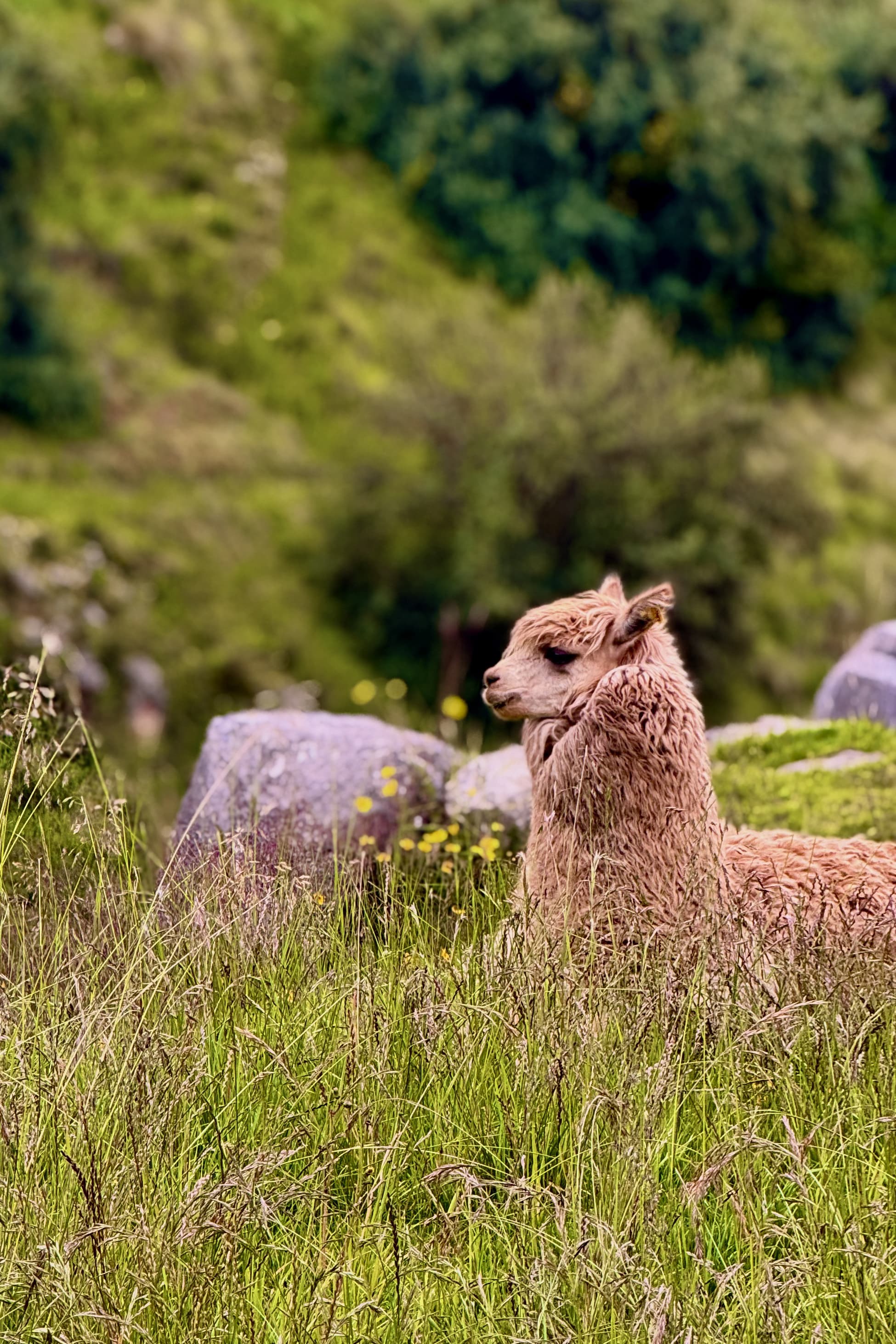 Llama in grassland near Cusco, Peru