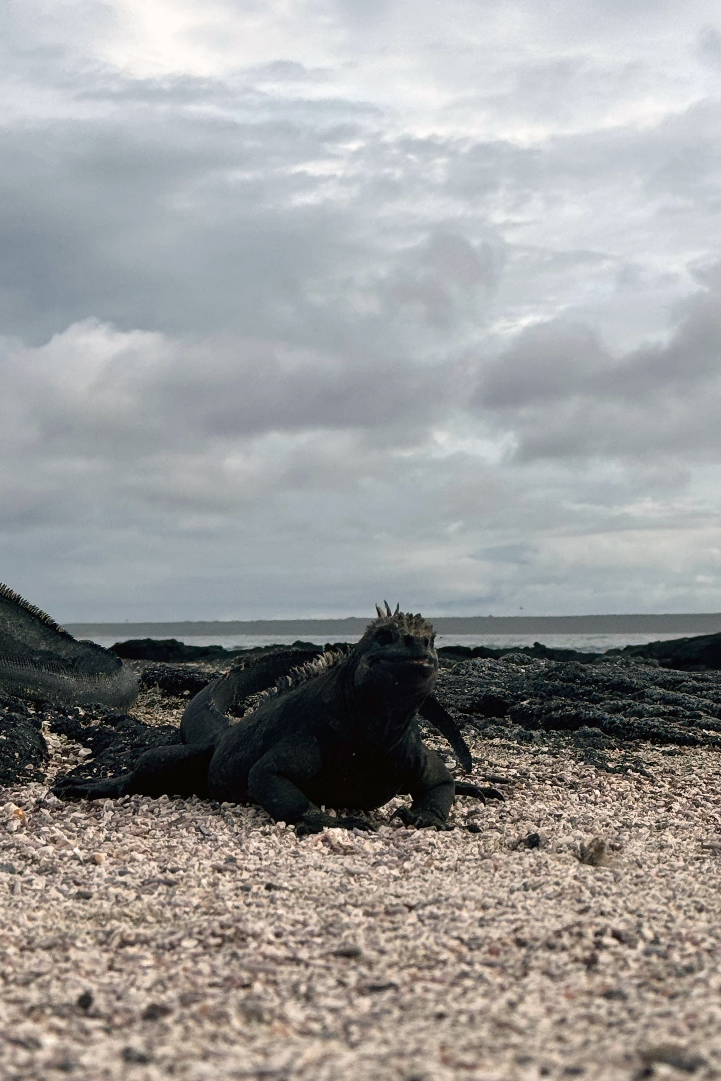 Marine iguana resting on the coast of Fernandina Island