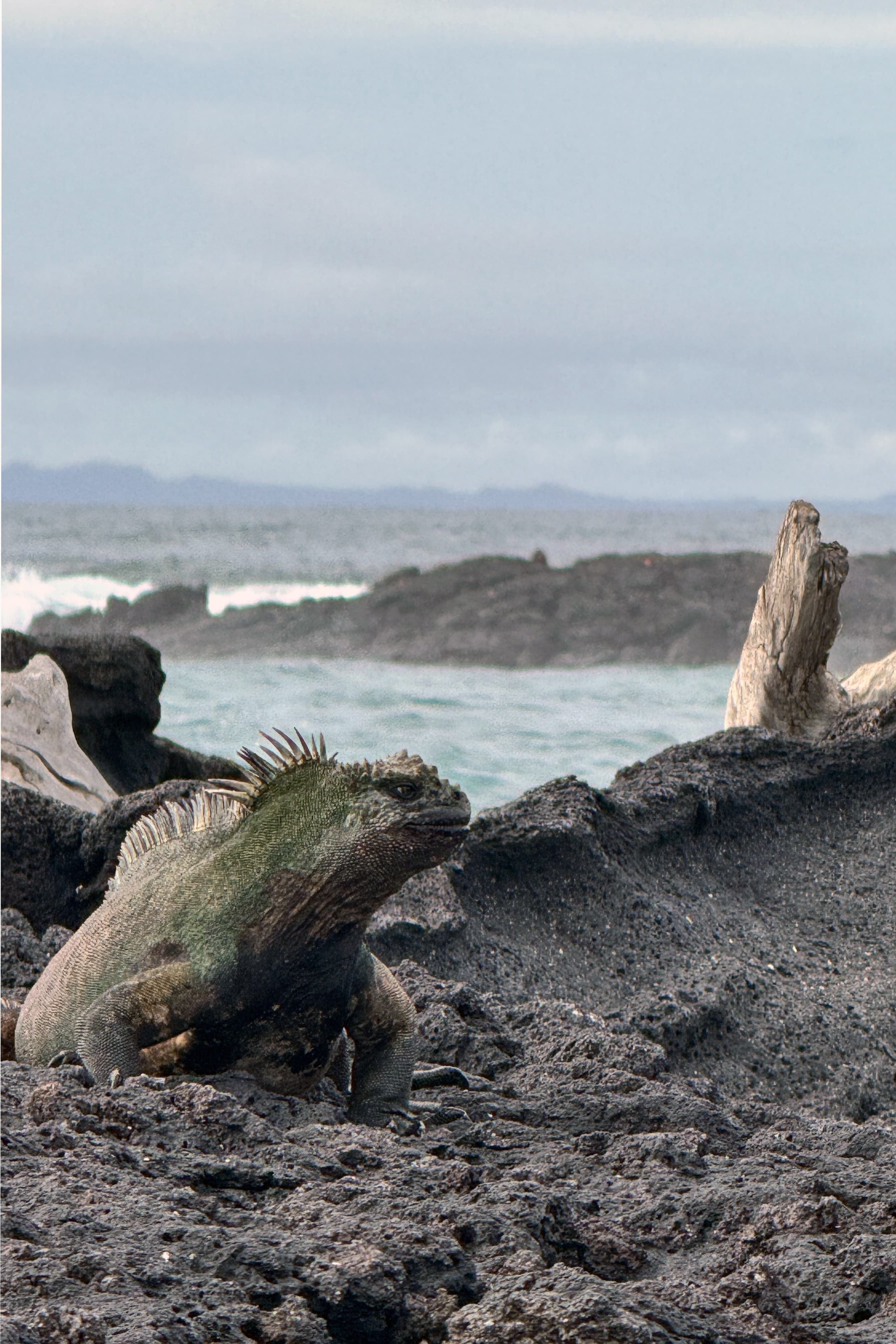 Marine iguana on dark lava at Fernandina Island
