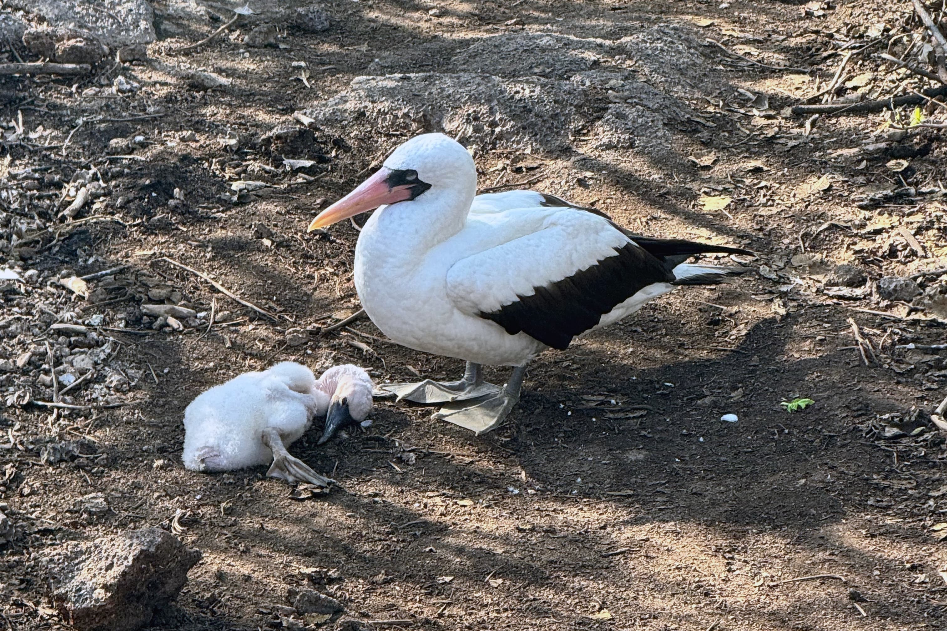 Adult Nazca booby with a chick on Genovesa Island