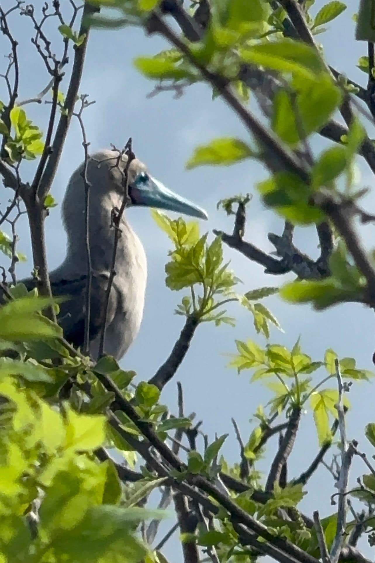 Red-footed booby perched in a tree on Genovesa Island