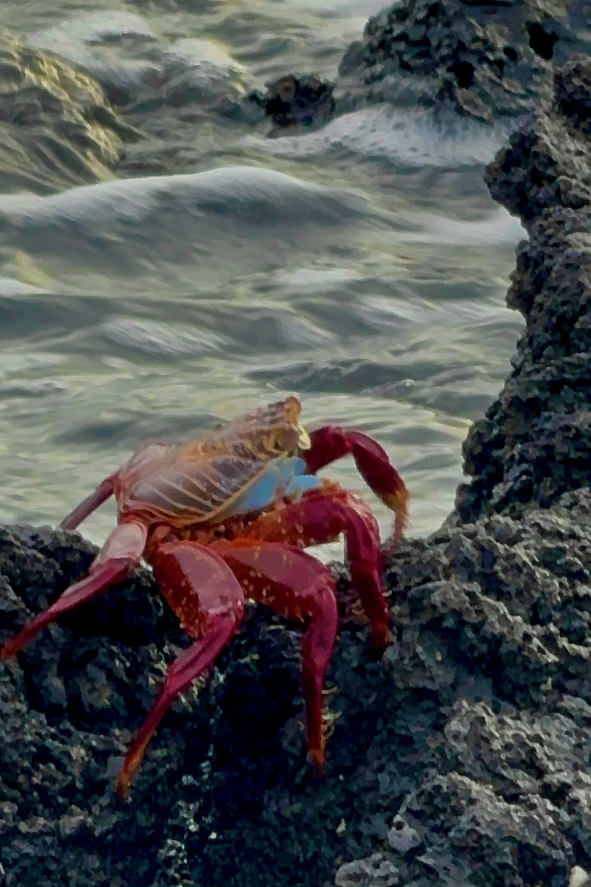 Red and orange Sally Lightfoot crab on coastal lava at Santa Cruz Island