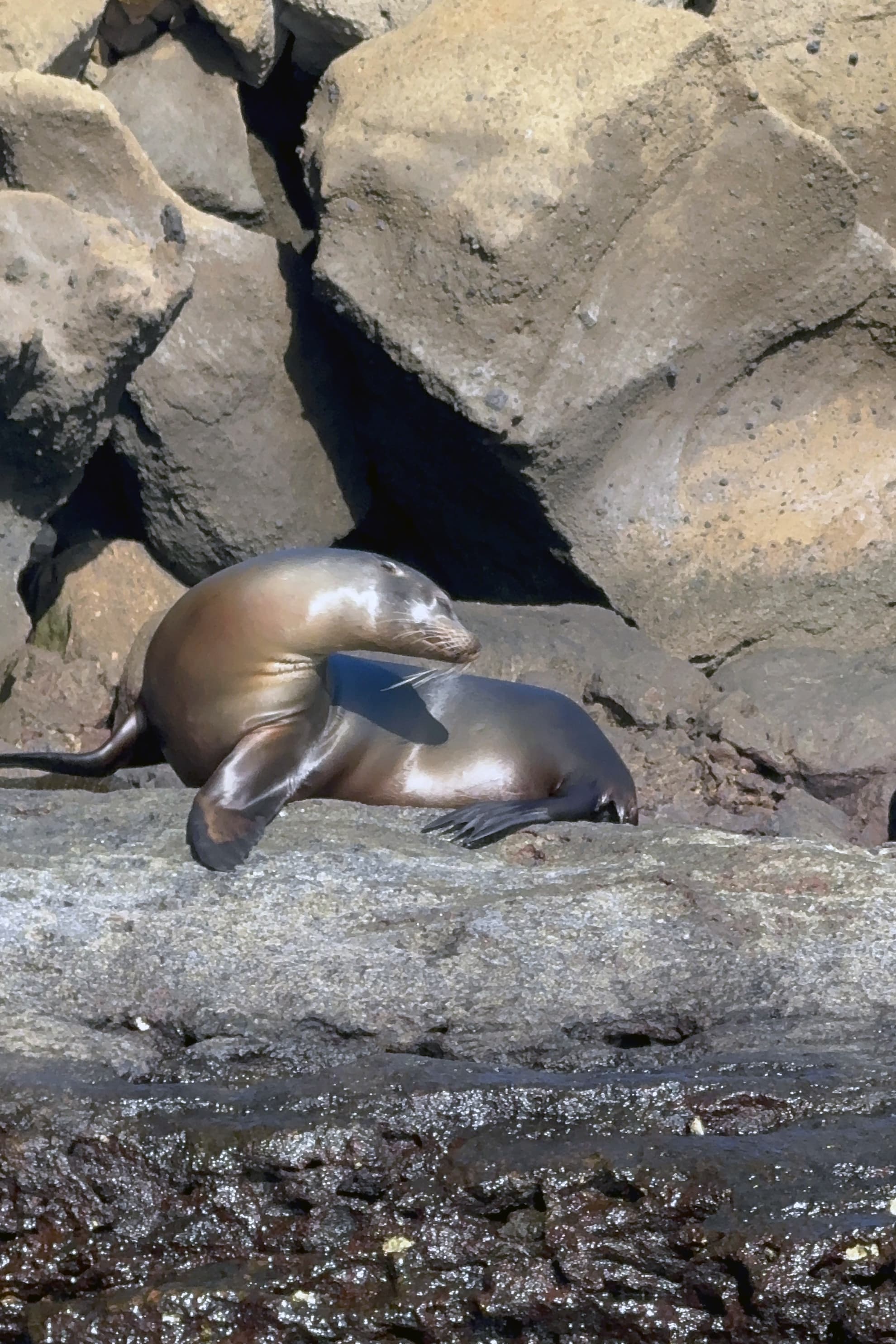 Two Galápagos sea lions resting together on Fernandina Island