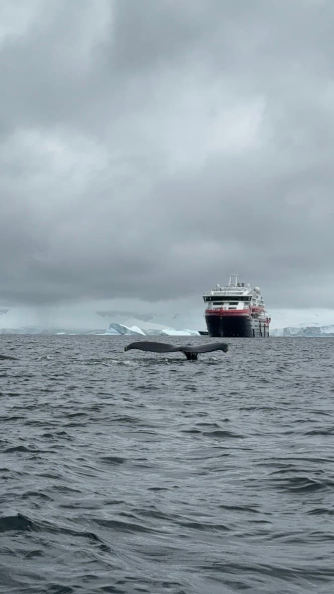 Humpback whale surfacing off Emma Island, Antarctica